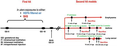 Mmp12 Is Upregulated by in utero Second-Hand Smoke Exposures and Is a Key Factor Contributing to Aggravated Lung Responses in Adult Emphysema, Asthma, and Lung Cancer Mouse Models